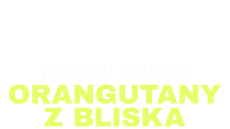 W sercu dżungli. Orangutany z bliska