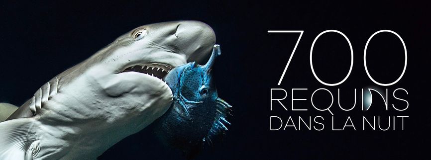 700 requins dans la nuit