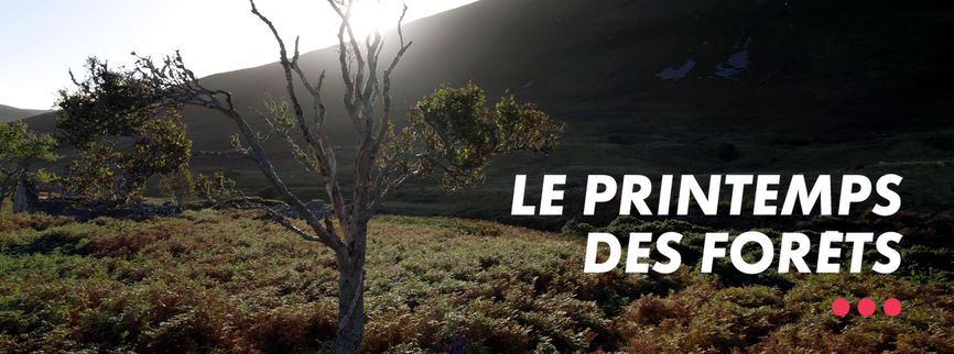 Cycle Le Printemps des forêts
