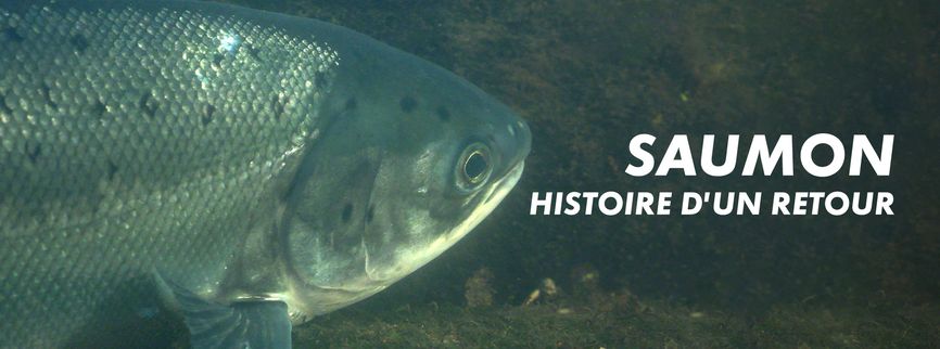 Saumon, histoire d'un retour