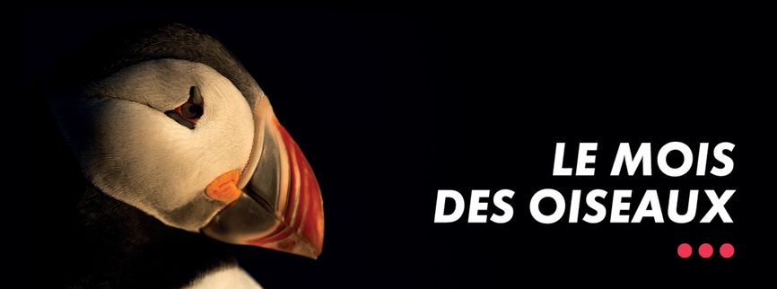 Mois des oiseaux