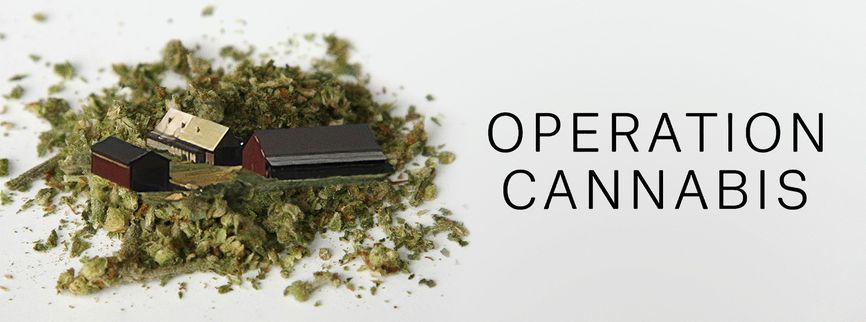 Opération Cannabis